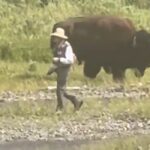 Fisherman bison