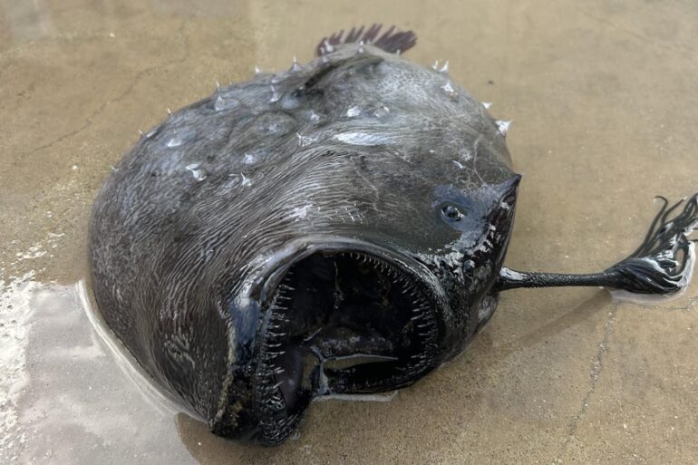 Football fish