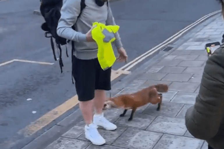 fox bites man