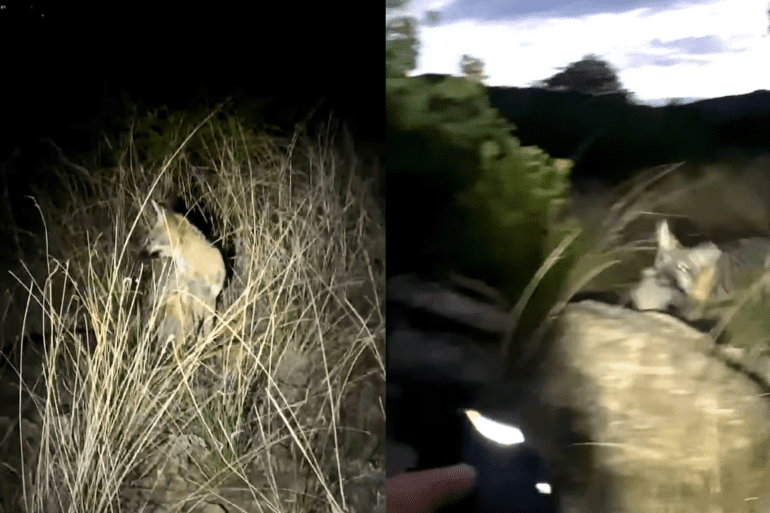 Fox attack