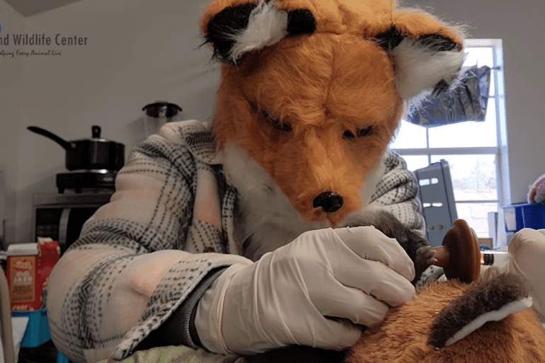 Fox feeding babies