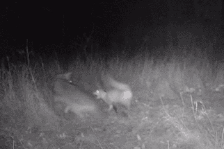 fox vs coyote