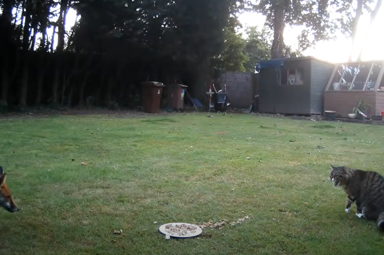 cat fights off fox