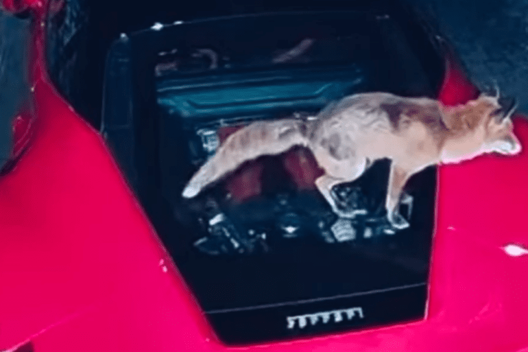 Pooping fox