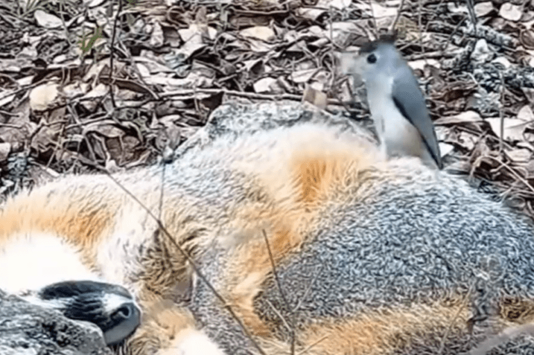 fox fur