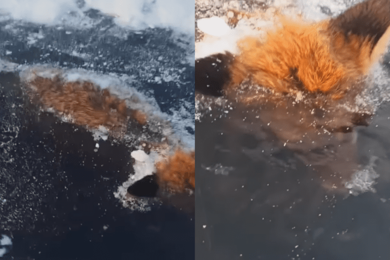 Frozen fox