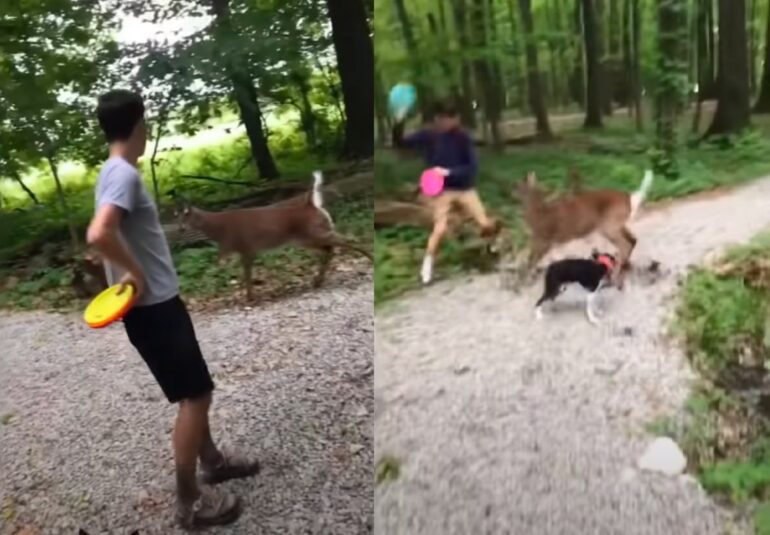 A person throwing a frisbee with two dogs