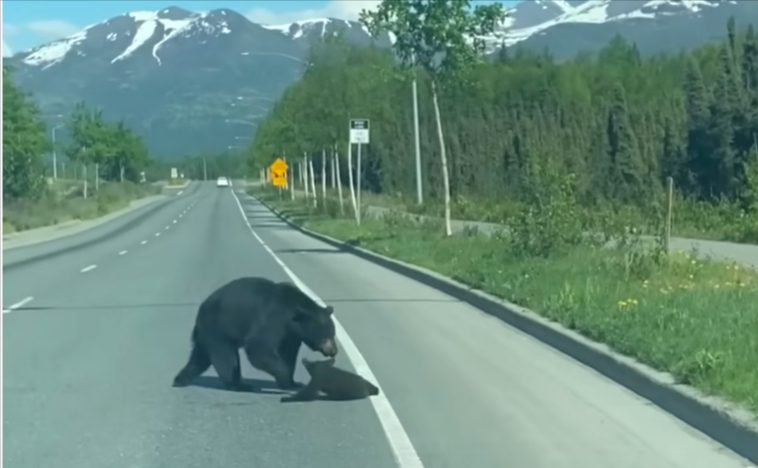 A bear crossing the street