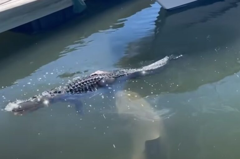 Shark bites alligator