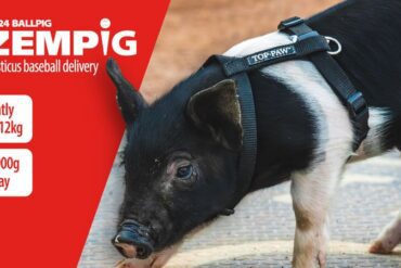 Ozempig
