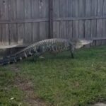 Gator
