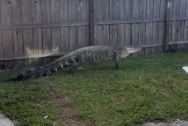 Gator