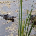 Gator