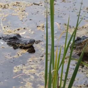 Gator