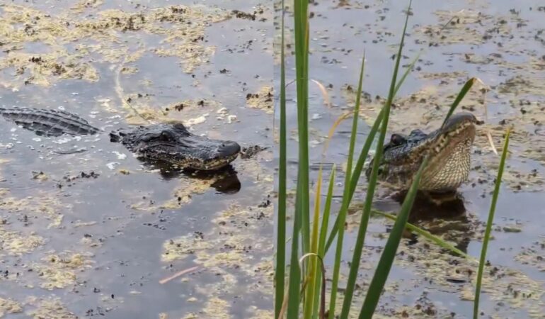 Gator