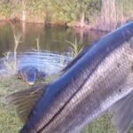 Gator snook