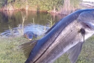 Gator snook