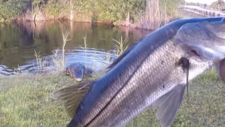 Gator snook