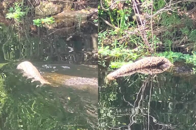 Alligator wrestles python