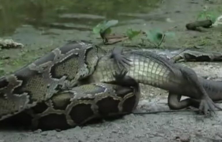 Gator florida snake