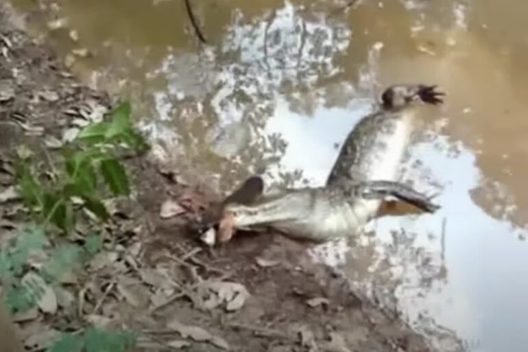 Alligator