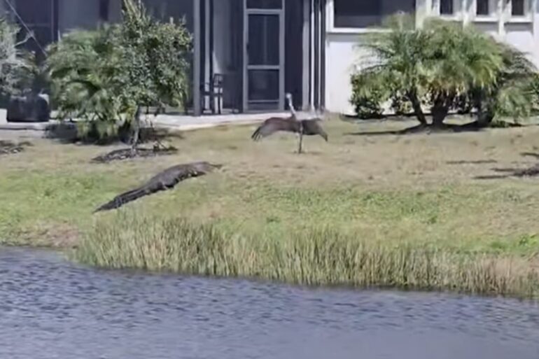 Sandhill crane gator