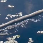 Gator Burmese python Florida