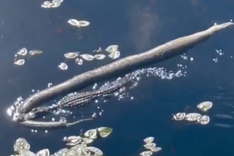 Gator Burmese python Florida