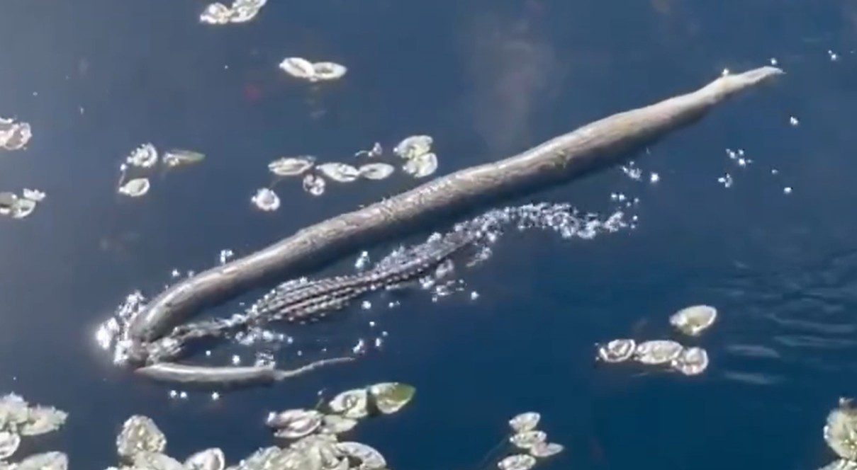 Alligator Caught Parading A Record-Setting Burmese Python Through The Everglades