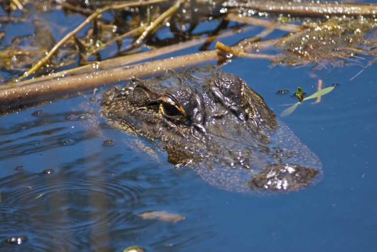 A crocodile in water
