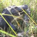 Gator eats python