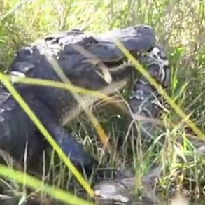 Gator eats python