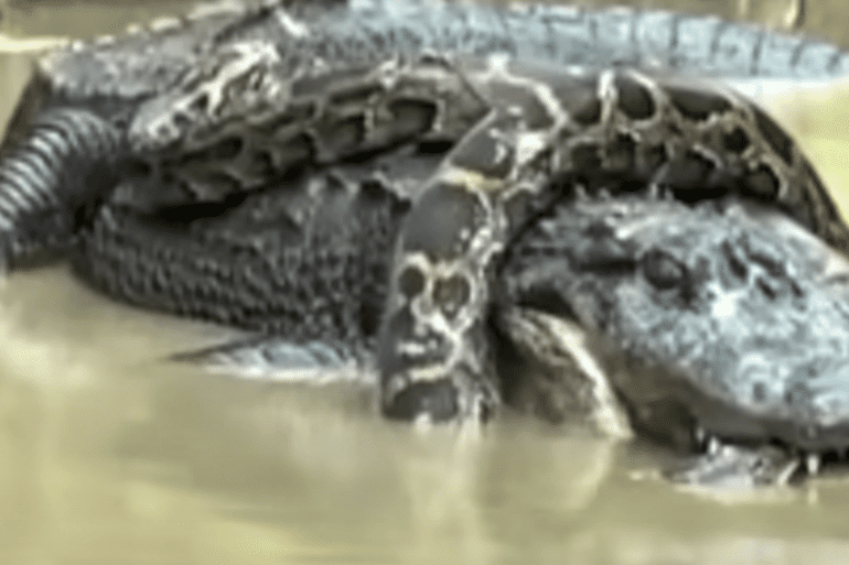 Alligator python