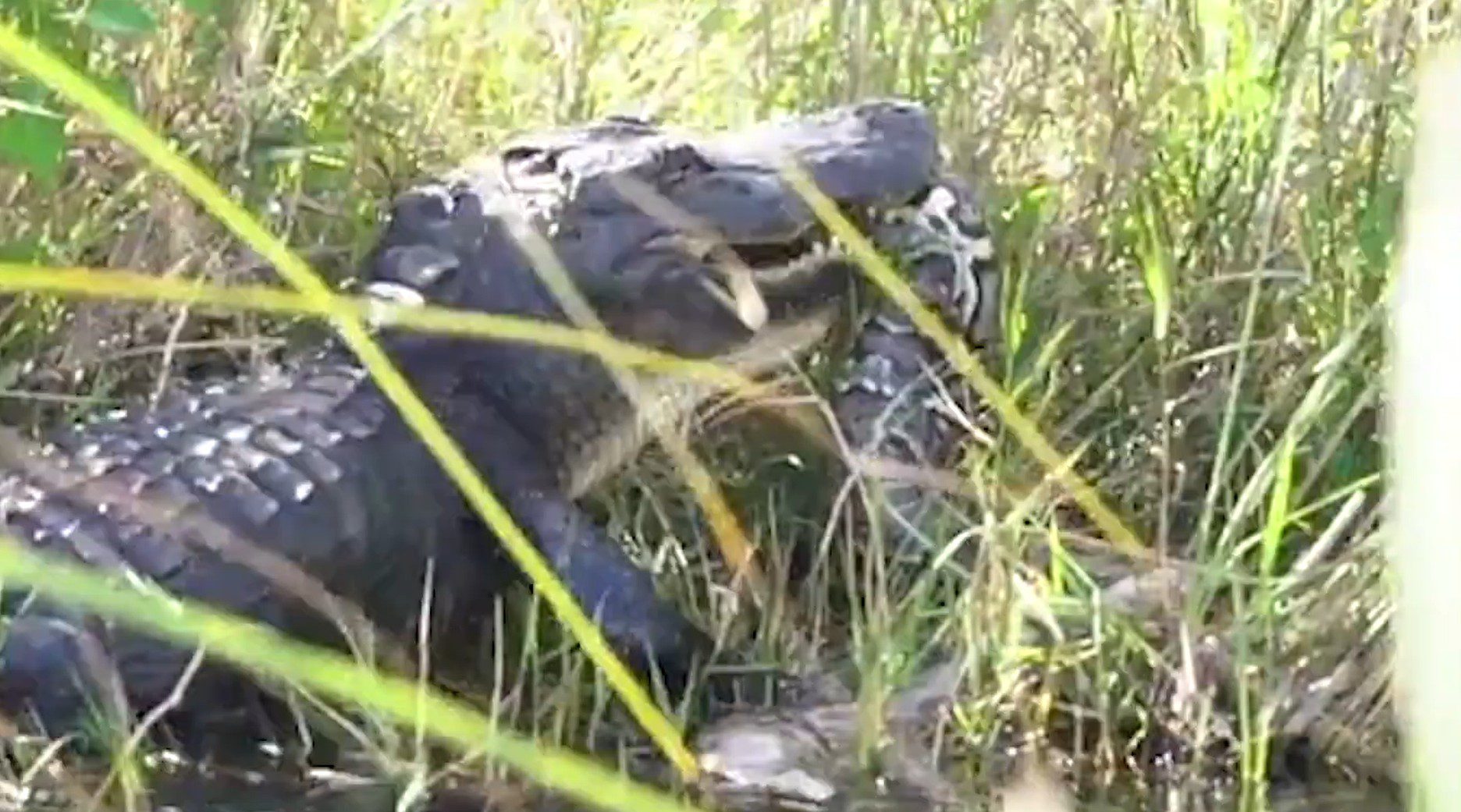 Watch a Monstrous Alligator Takes Down a Massive Python In The Florida Everglades