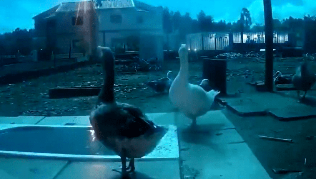 Geese Falling Watch Geese Pause & Take Notice Of Falling Meteor In Viral Video ...