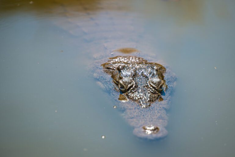 crocodile nature