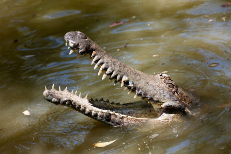 crocodile nature