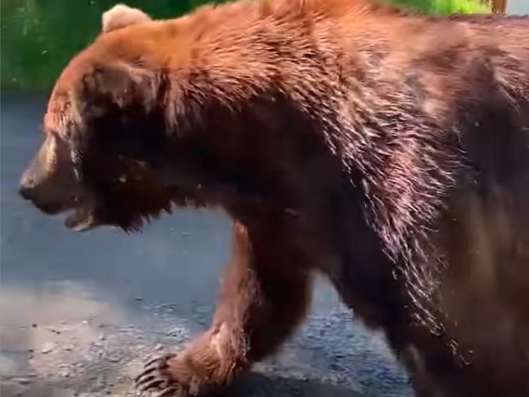 A brown bear walking on the ground