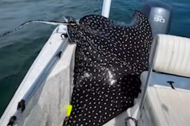Spotted Eagle ray