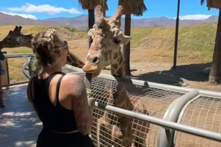 Bunnie XO giraffes