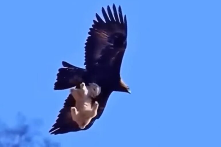 Golden eagle