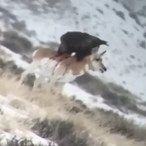 Golden eagle pronghorn