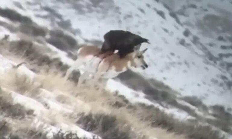 Golden eagle pronghorn