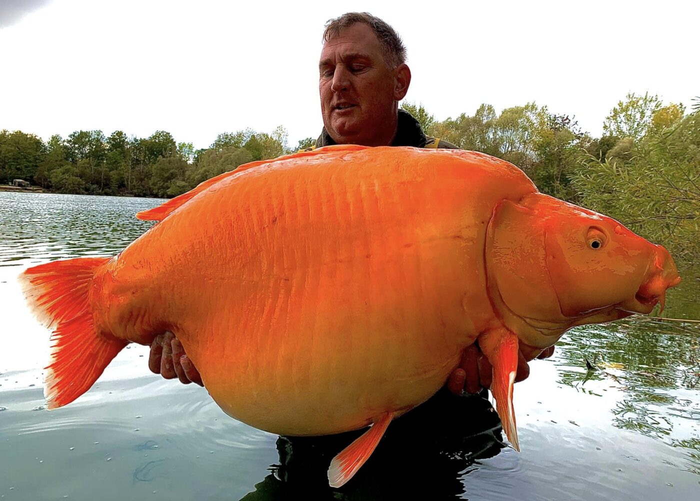 Prehistosric Riff Raff Man Reels In Prehistoric Looking 67-Pound Goldfish For Potential World ...