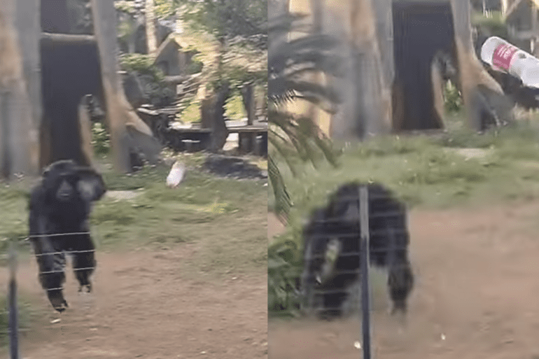 Gorilla