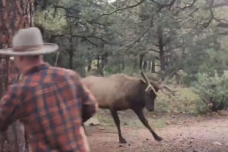 Grand Canyon elk