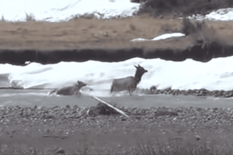 Wolf Yellowstone national park