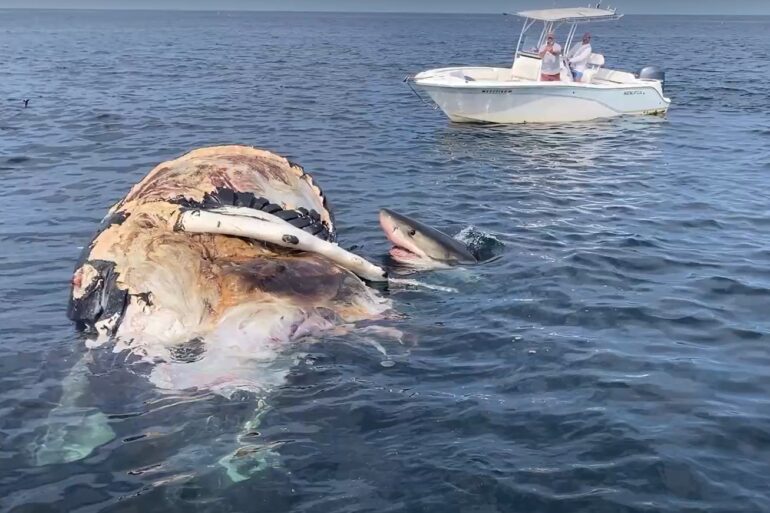 Great White Shark