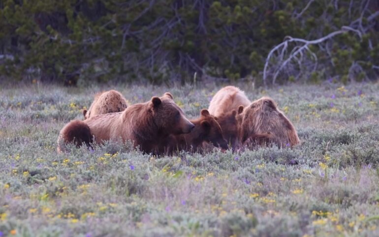 A group of bears in a field