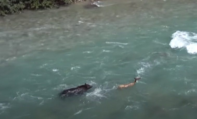 A couple of dogs swimming in a body of water